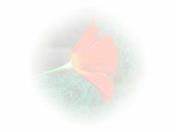 Law of Attraction  Card - Image 3