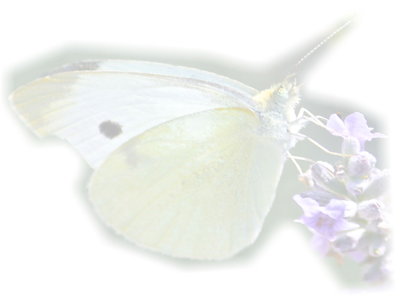 Law of Attraction  Card - Image 3