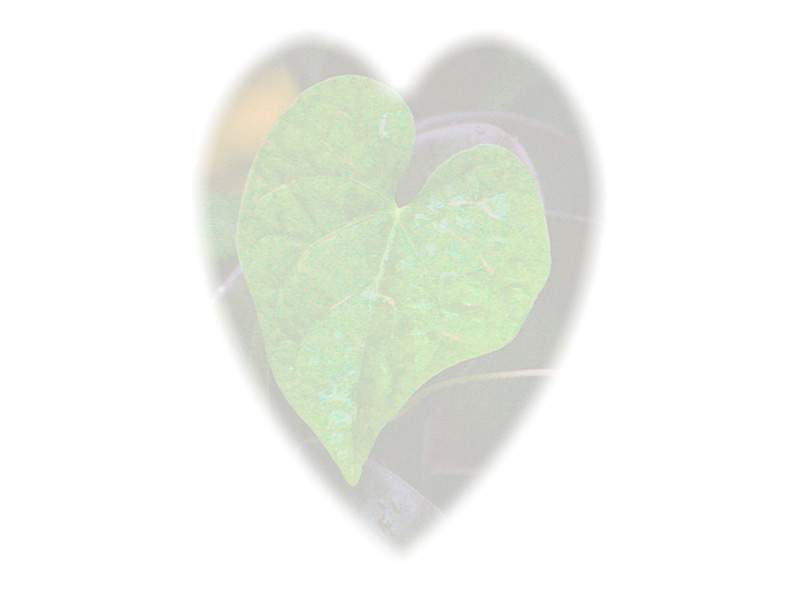 Law of Attraction  Card - Image 3