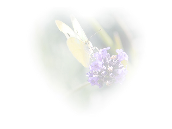 Law of Attraction  Card - Image 3