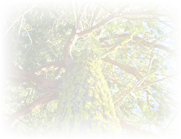 Law of Attraction  Card - Image 3