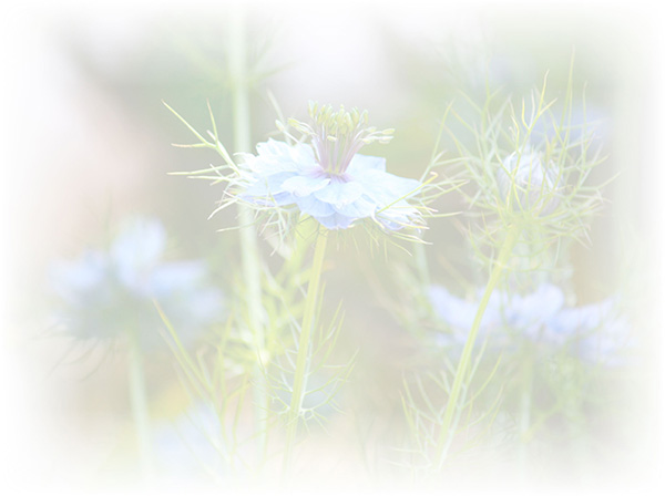 Law of Attraction  Card - Image 3