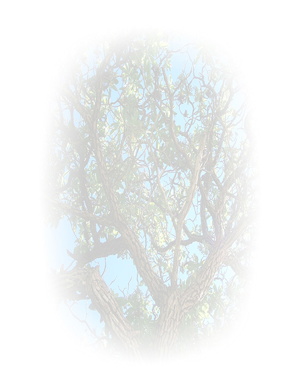 Law of Attraction   Card - Image 3