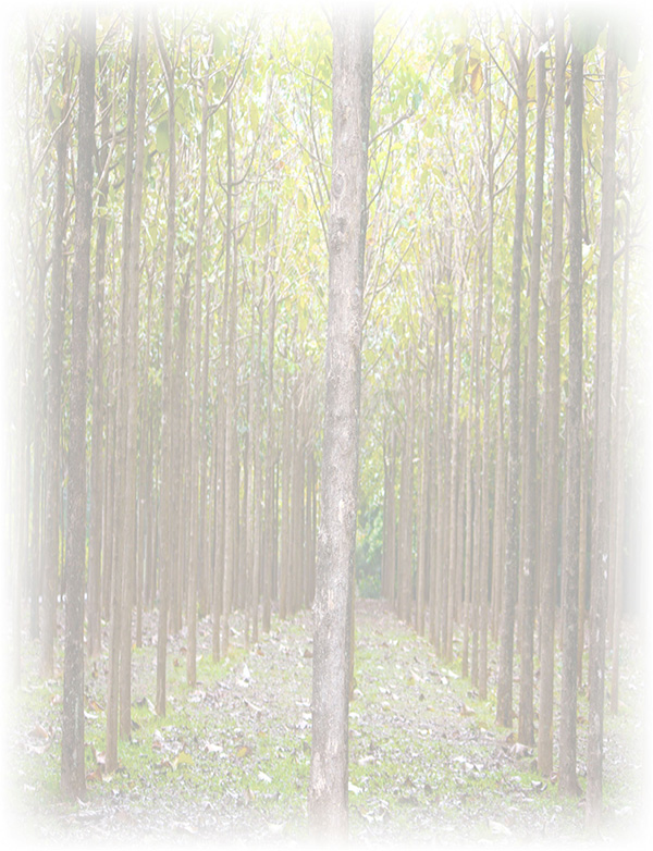 Law of Attraction  Card - Image 3