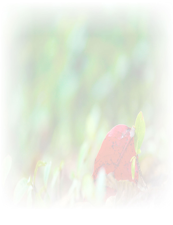 Law of Attraction  Card - Image 3
