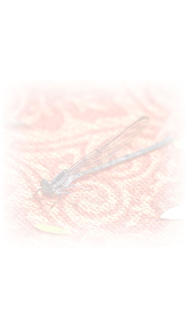 Law of Attraction  Card - Image 3
