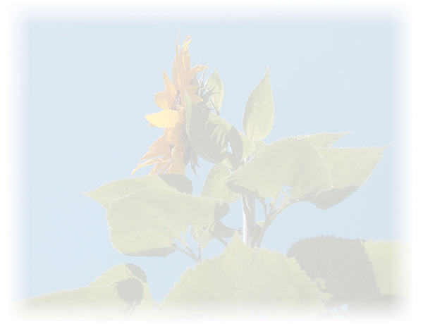 Law of Attraction  Card - Image 3