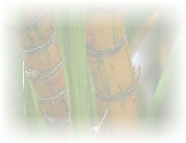 Law of Attraction  Card - Image 3