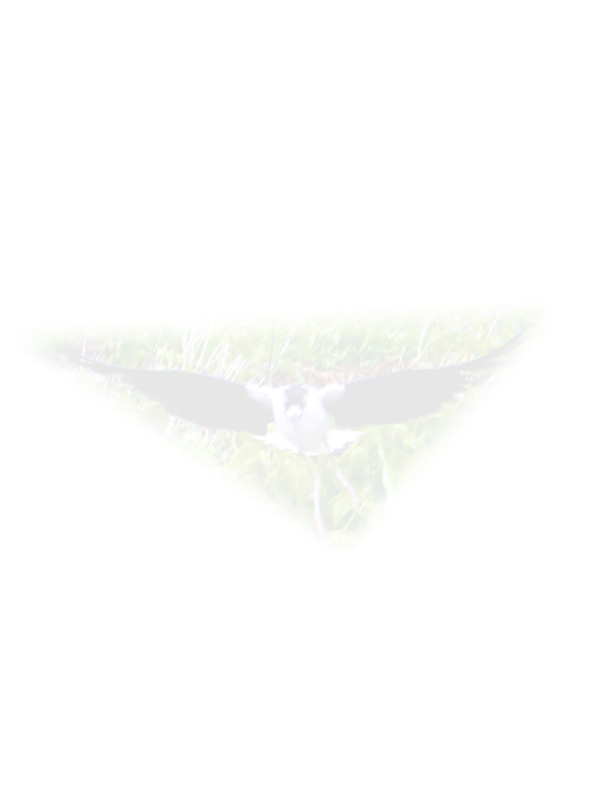 Law of Attraction Card - Image 3