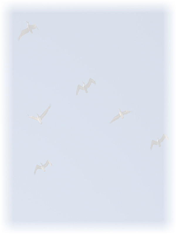 Law of Attraction Card - Image 3