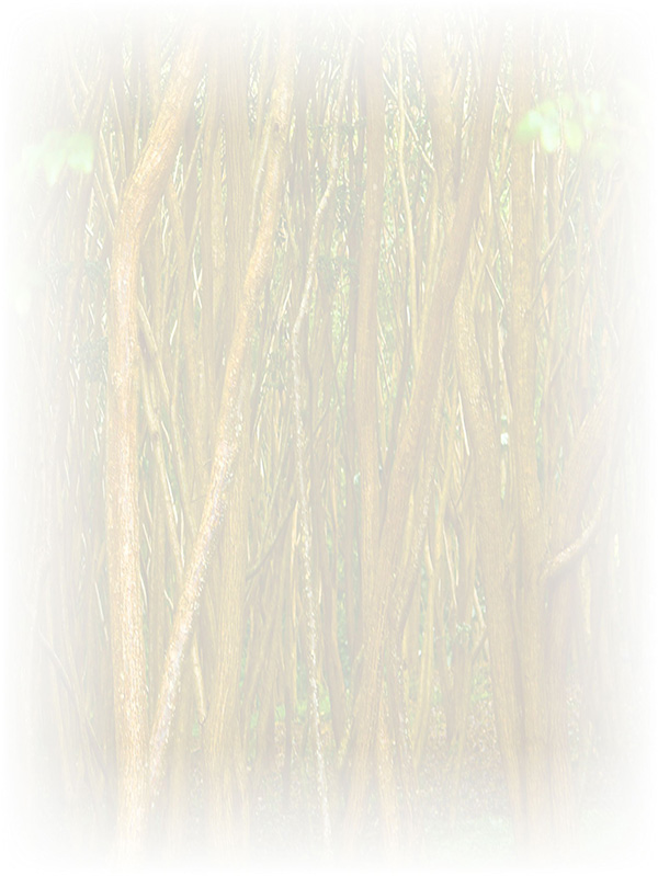 Law of Attraction Card - Image 3
