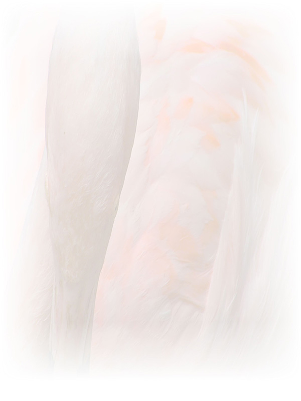 Law of Attraction Card - Image 3