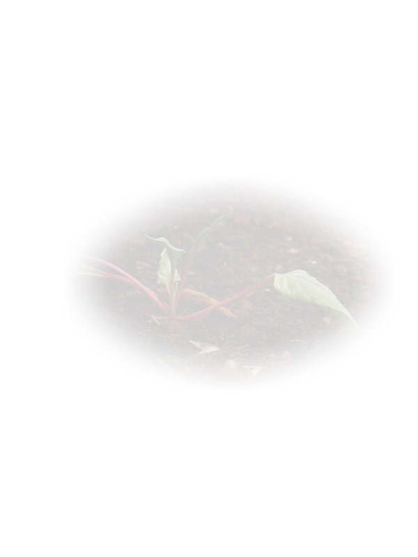 Law of Attraction Card - Image 3