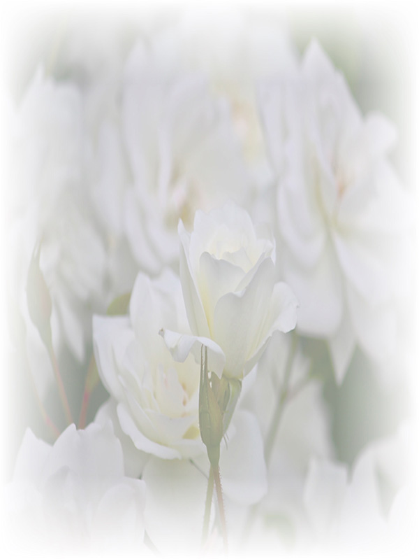 Law of Attraction Card - Image 3