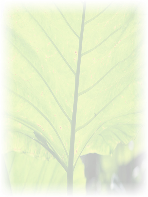 Law of Attraction Card - Image 3