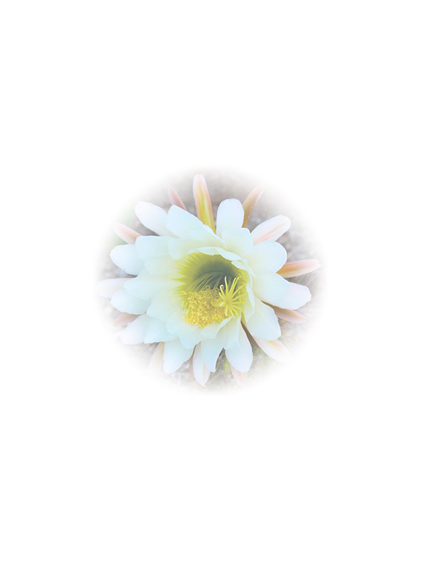 Law of Attraction Card - Image 3