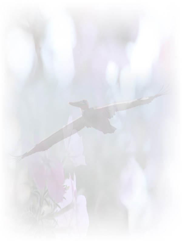 Law of Attraction Card - Image 3