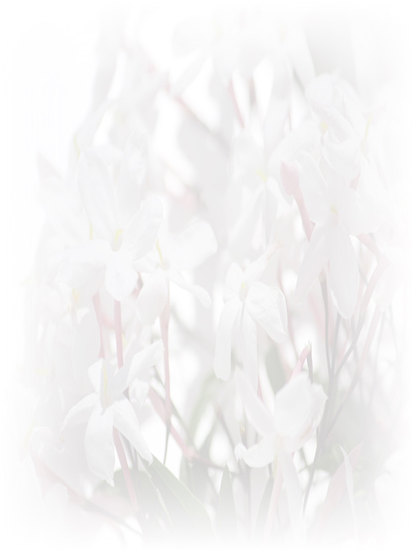 Law of Attraction Card - Image 3