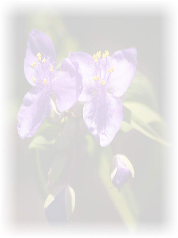 Law of Attraction Card - Image 3