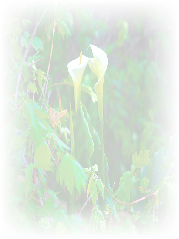 Law of Attraction Card - Image 3