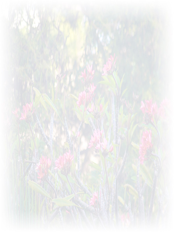 Law of Attraction Card - Image 3