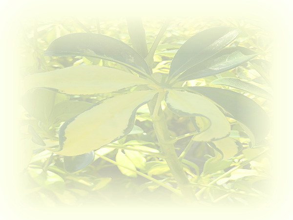 Law of Attraction Card - Image 3