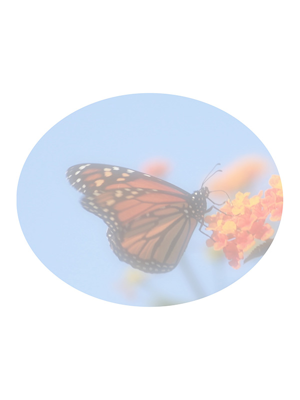 Law of Attraction Card - Image 3