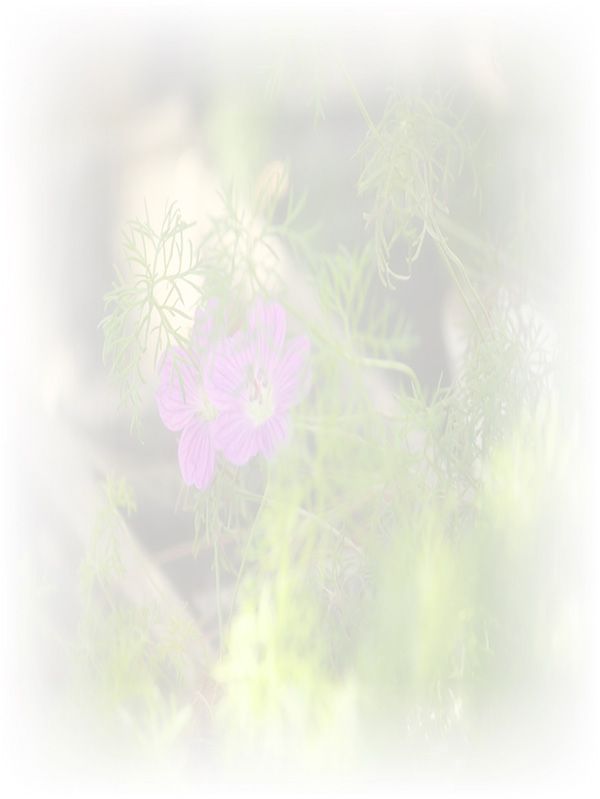 Law of Attraction Card - Image 3