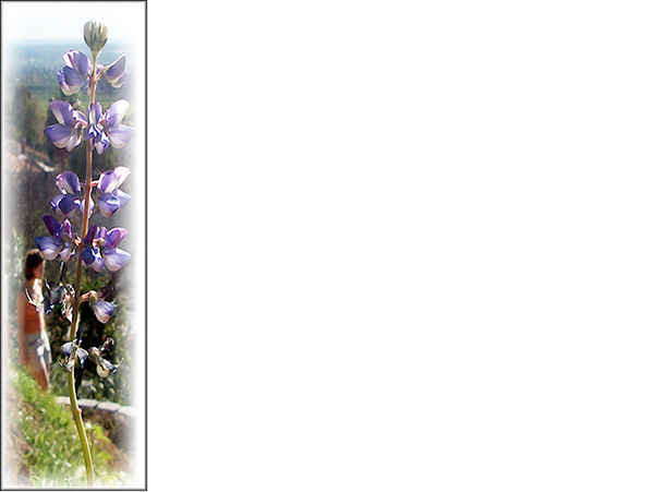 Law of Attraction Card - Image 3