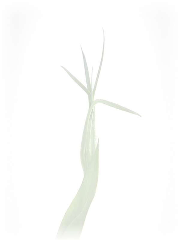 Law of Attraction Card - Image 3