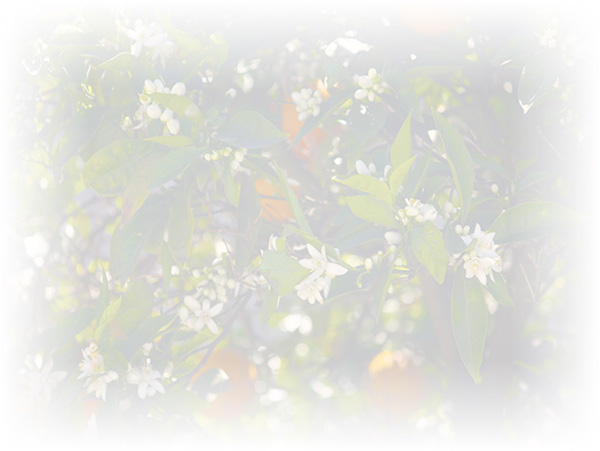 Law of Attraction Card - Image 3