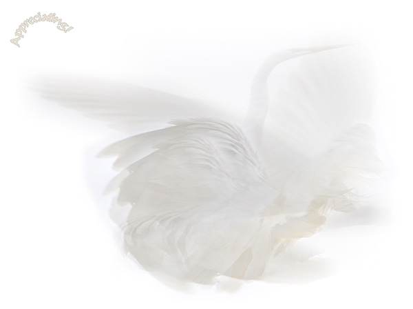 Law of Attraction Card - Image 3