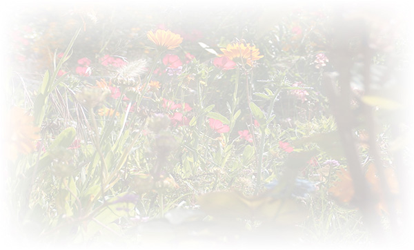 Law of Attraction Card - Image 3