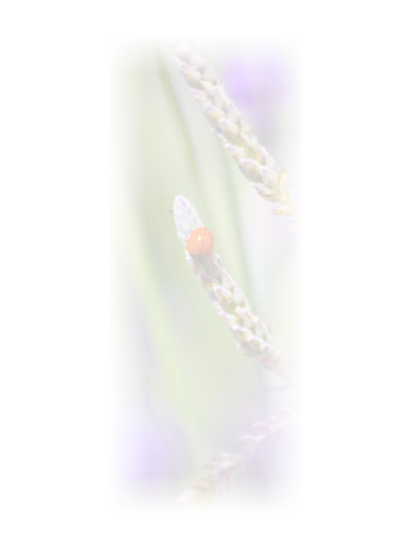 Law of Attraction Card - Image 3
