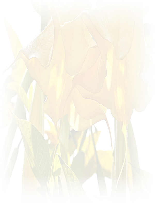 Law of Attraction Card - Image 3