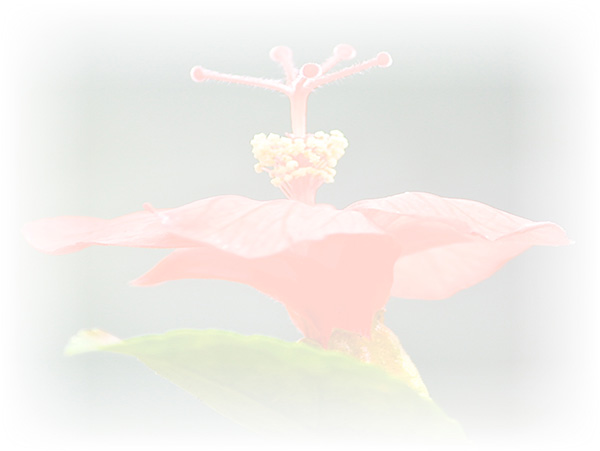 Law of Attraction Card - Image 3