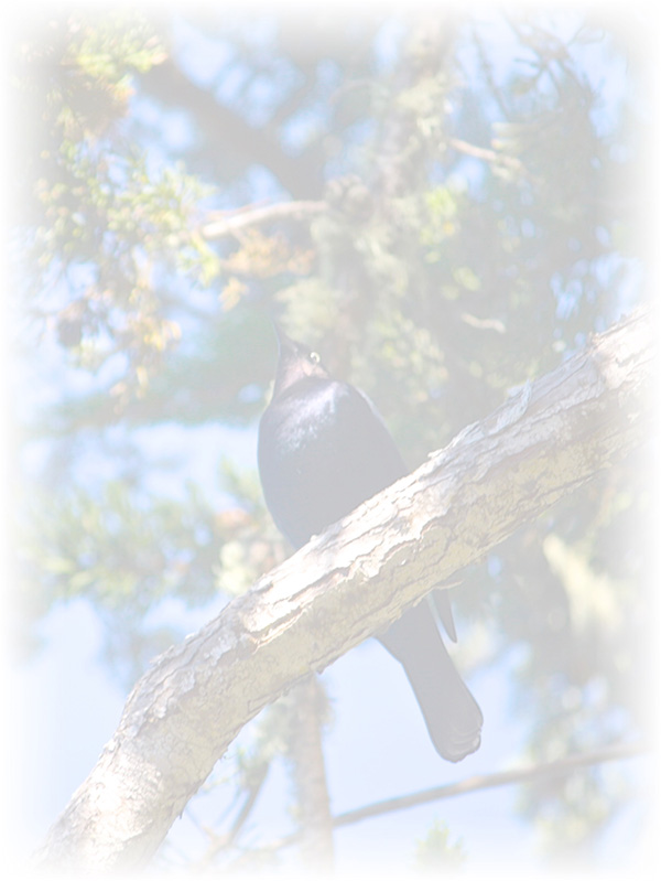 Law of Attraction Card - Image 3