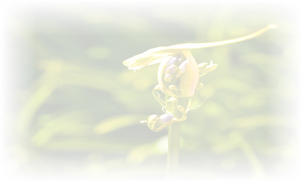 Law of Attraction Card - Image 3