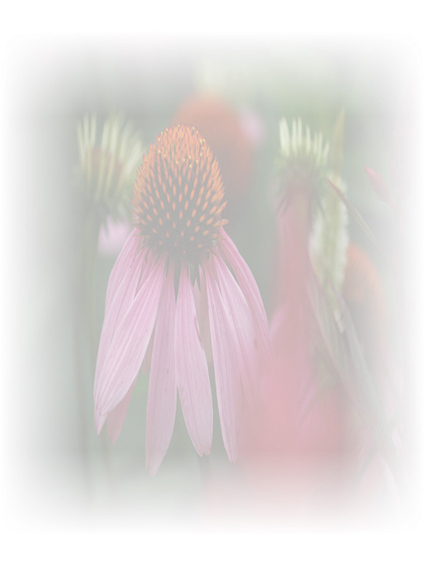 Law of Attraction Card - Image 3