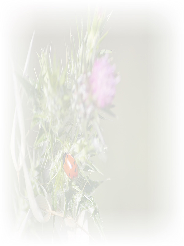 Law of Attraction Card - Image 3