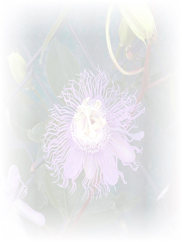 Law of Attraction Card - Image 3