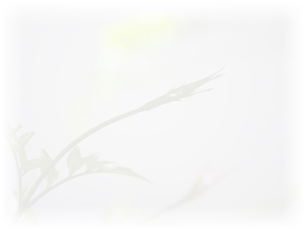 Law of Attraction Card - Image 3
