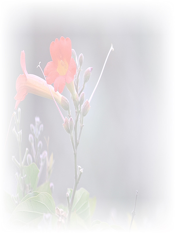 Law of Attraction Card - Image 3
