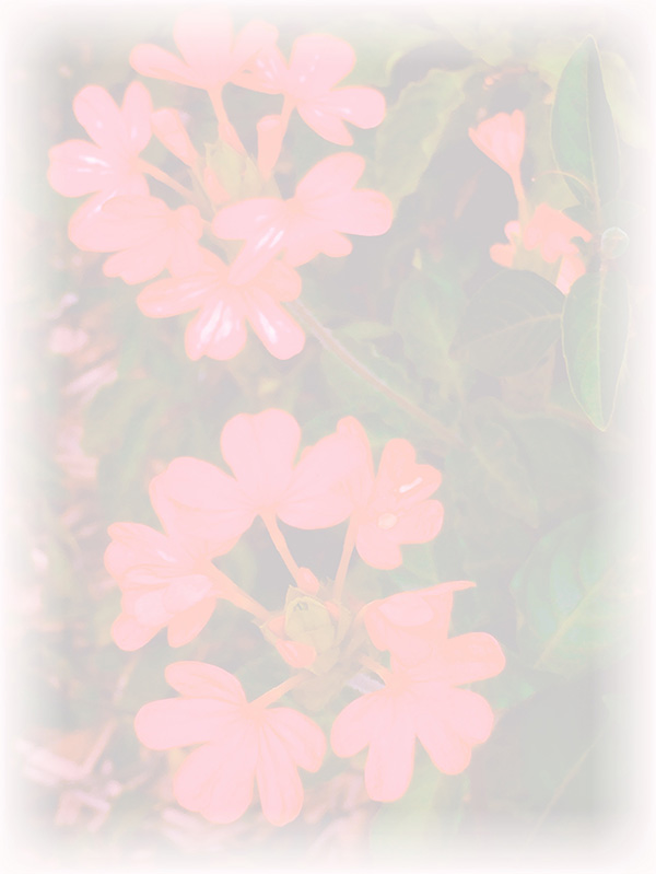 Law of Attraction Card - Image 3