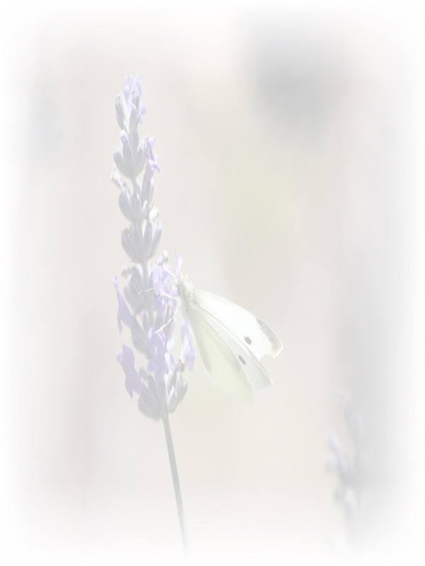 Law of Attraction Card - Image 3
