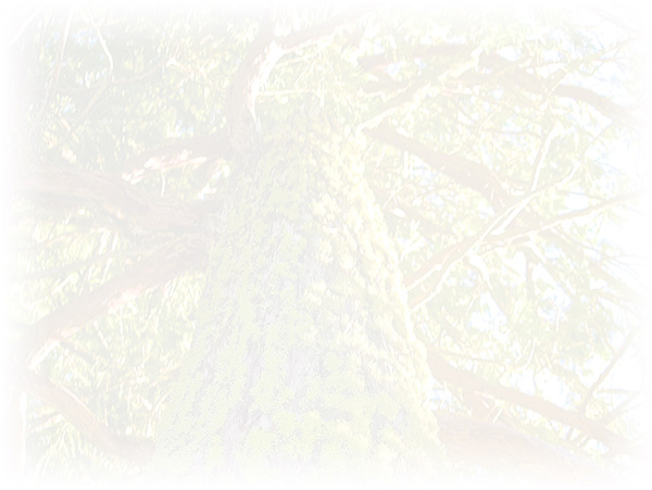 Law of Attraction Card - Image 3