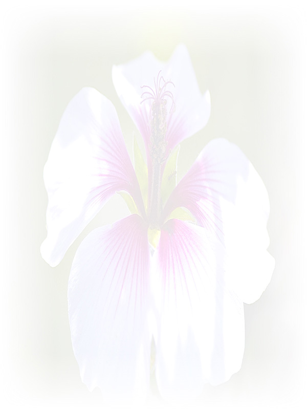 Law of Attraction Card - Image 3