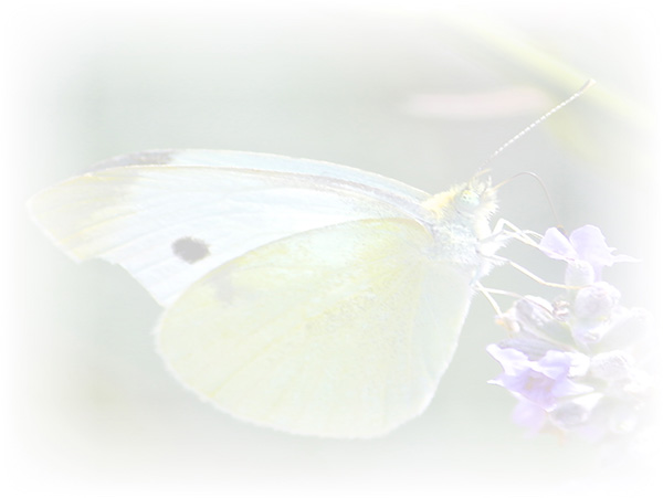 Law of Attraction Card - Image 3