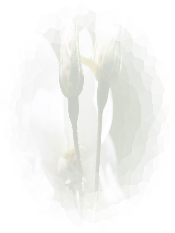 Law of Attraction Card - Image 3