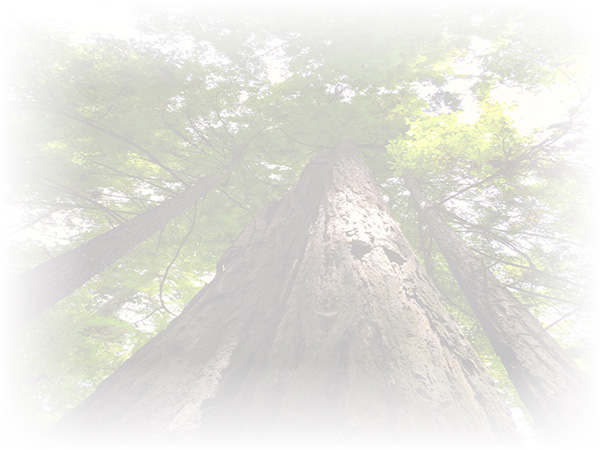 Law of Attraction Card - Image 3